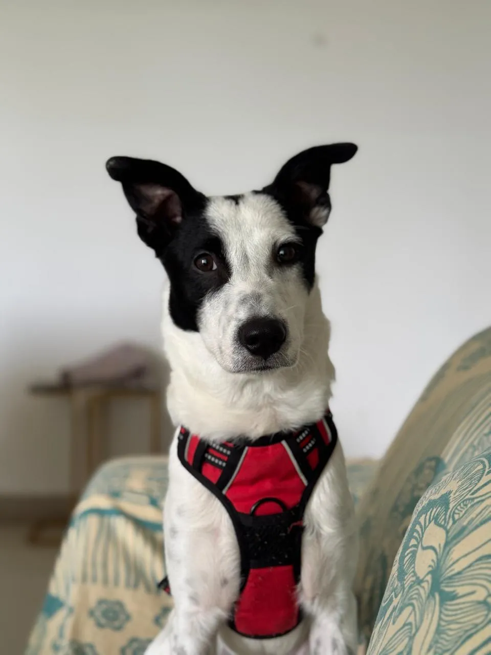 Pando, Chief reading buddy
